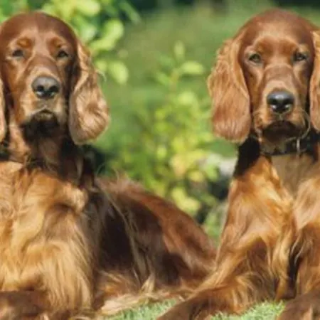Historisches Winzerhaus Casa vacanze Mullheim (Baden-Wurttemberg)